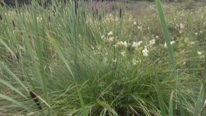 Trussock Grass 